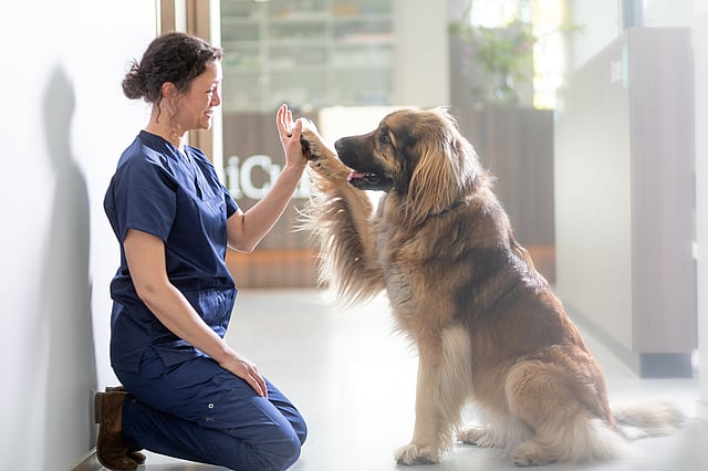Eine Tierärztin ist in die Hocke gegangen. Sie und ein Hund geben sich ein High-Five.