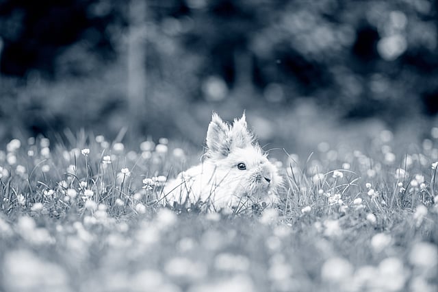 Ein Kaninchen in einem Blumenfeld.