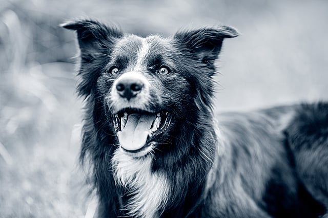 Ein Hund mit offenem Maul.