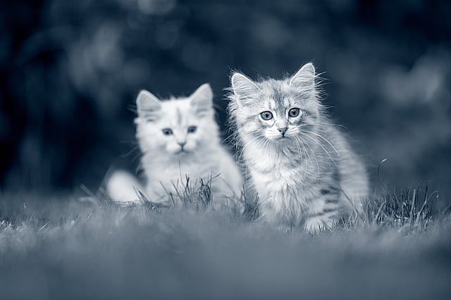Zwei Katzen im Gras.