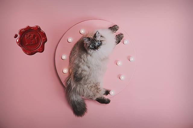 Eine Katze, die auf einem rosa Teller mit Lichtern liegt.