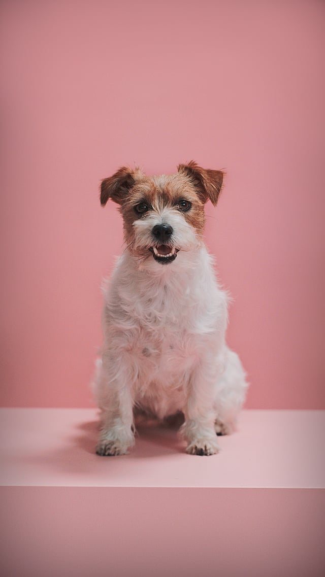 Ein Hund, der auf einer rosa Oberfläche sitzt.