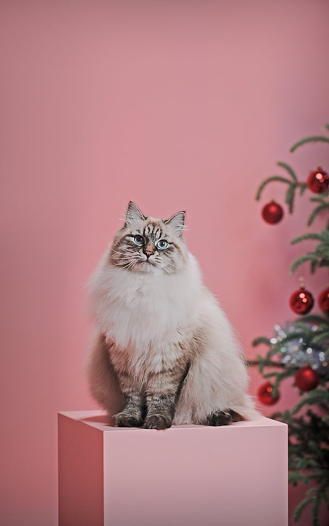 Eine Katze, die auf einer rosa Kiste sitzt.