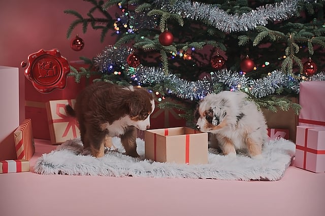 Zwei Welpen, die unter einem Weihnachtsbaum ein Geschenk betrachten.