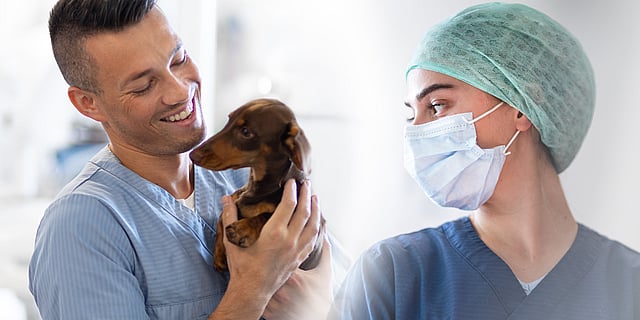 Ein paar Tierärzte halten einen Hund auf dem Arm.