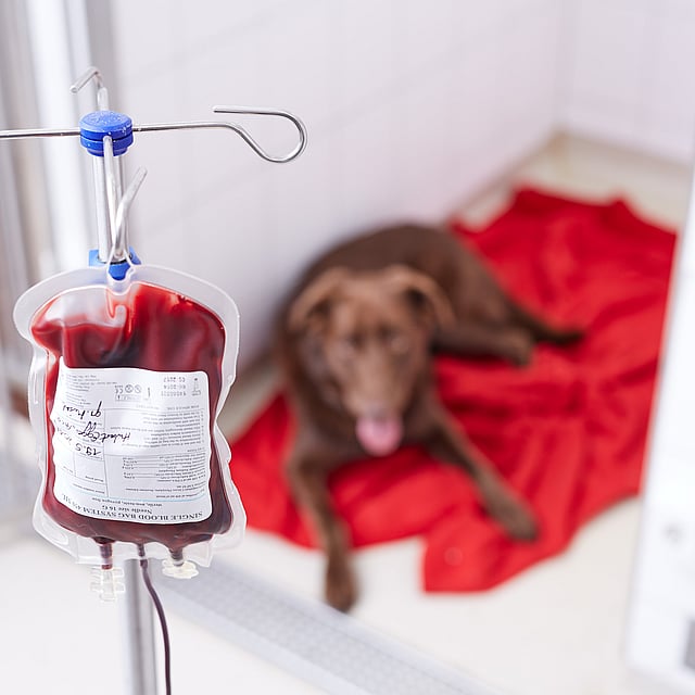 Ein Hund, der mit einem Beutel Blut auf einer roten Decke liegt.