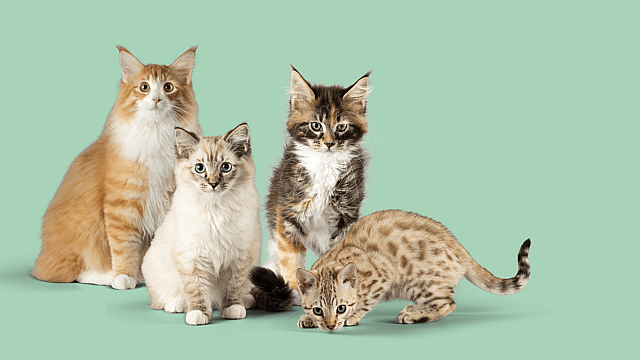 Eine Gruppe von Katzen, die zusammen sitzen.