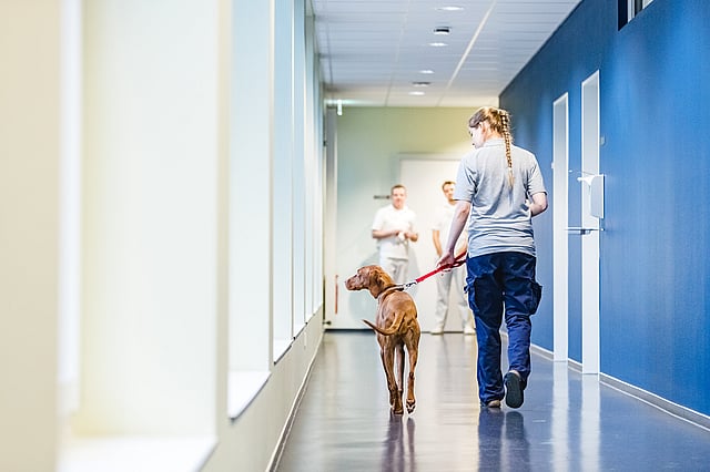 Eine Person, die mit einem Hund in einem Flur spazieren geht.