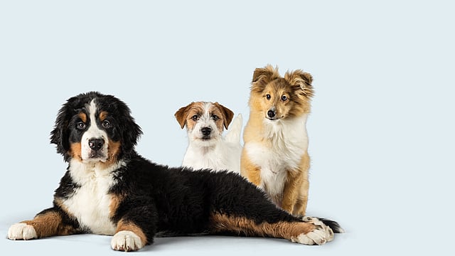 Eine Gruppe von Hunden, die zusammen sitzen.