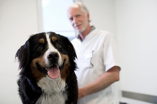 Ein Hund mit herausgestreckter Zunge.