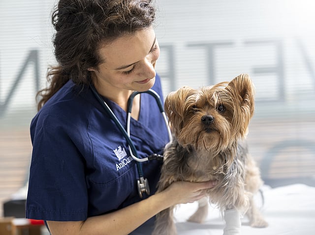 Eine Person mit einem Stethoskop, die einen Hund hält.
