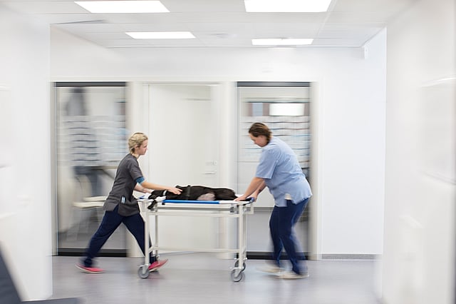 Ein paar Krankenschwestern schieben eine Trage.