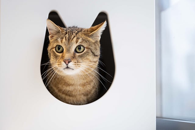 Katze im Wartezimmer