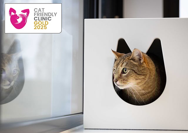 Eine Katze in einer Box.
