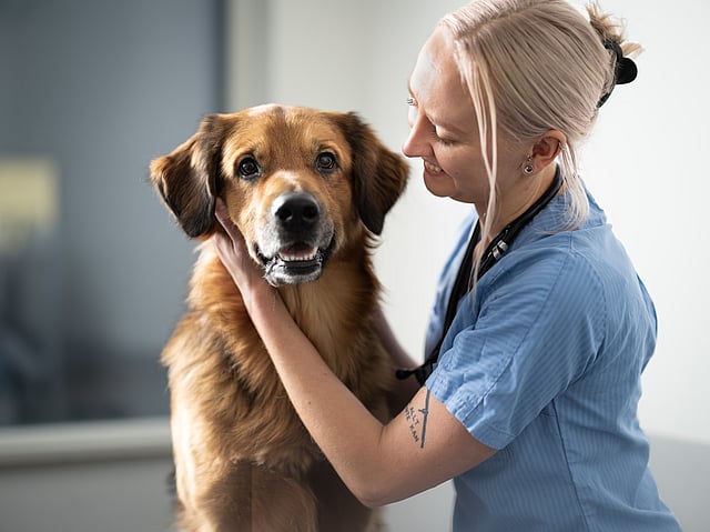 Tierärztin und Hund geben sich einen High-Five