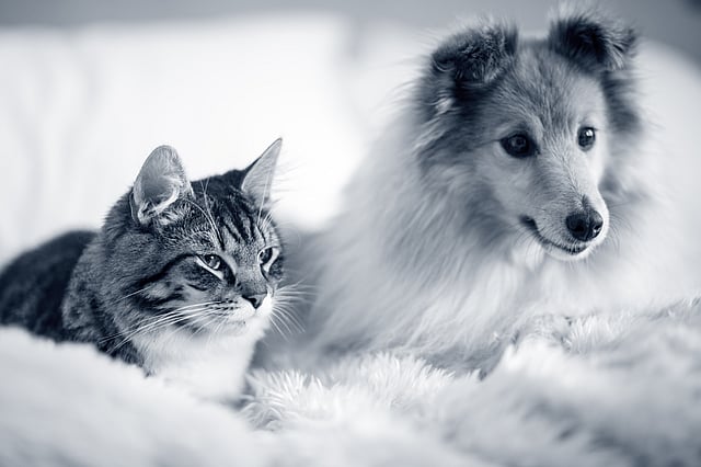 Ein Hund und eine Katze, die auf einer Decke liegen.