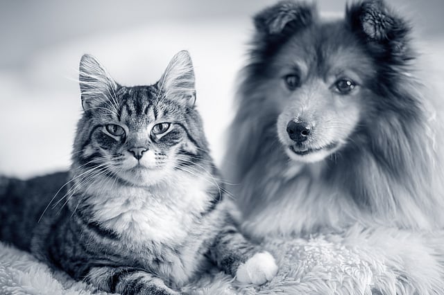 Hund und Katze