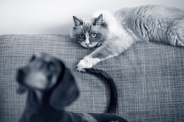 Katze schaut auf Hund