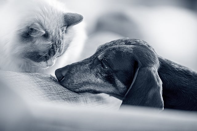 Hund und Katze