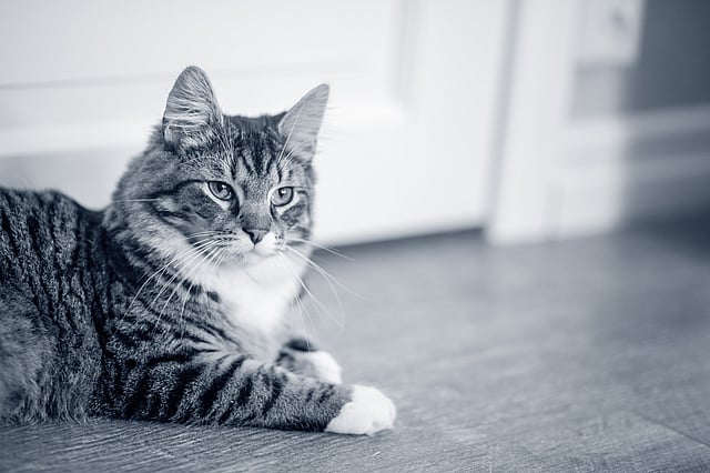 Eine Katze, die auf dem Boden sitzt.