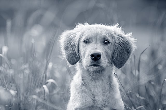 Ein Hund, der im hohen Gras sitzt.