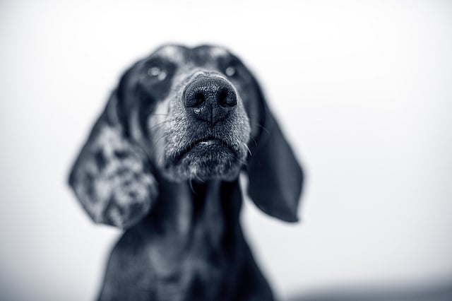 Ein Hund, der mit weißem Hintergrund nach oben schaut.