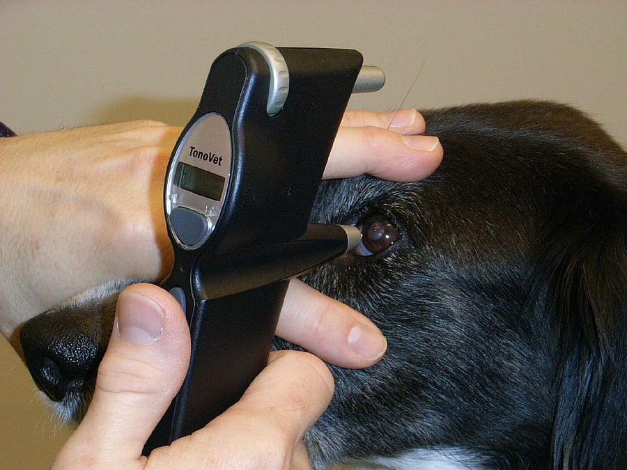 Nahaufnahme, wie ein Hund am Auge untersucht wird.