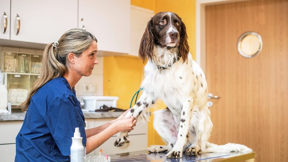 A person holding a dog.