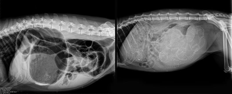 Magendrehung (links), Abdomen(rechts)